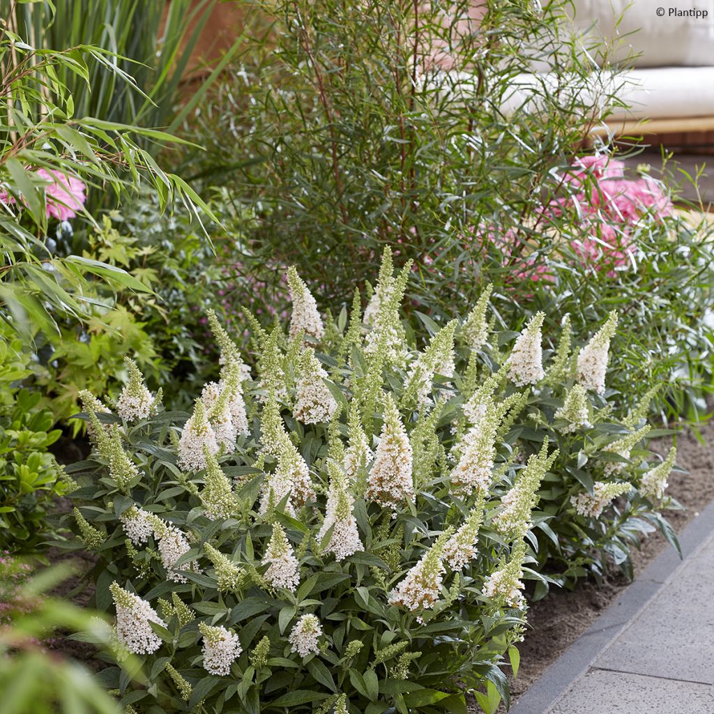 Buddleja davidii Butterfly Little White - Arbre aux papillons nain blanc