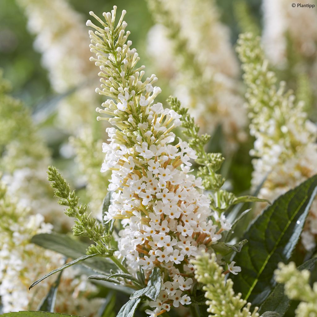 Buddleja davidii Butterfly Little White - Arbre aux papillons nain blanc