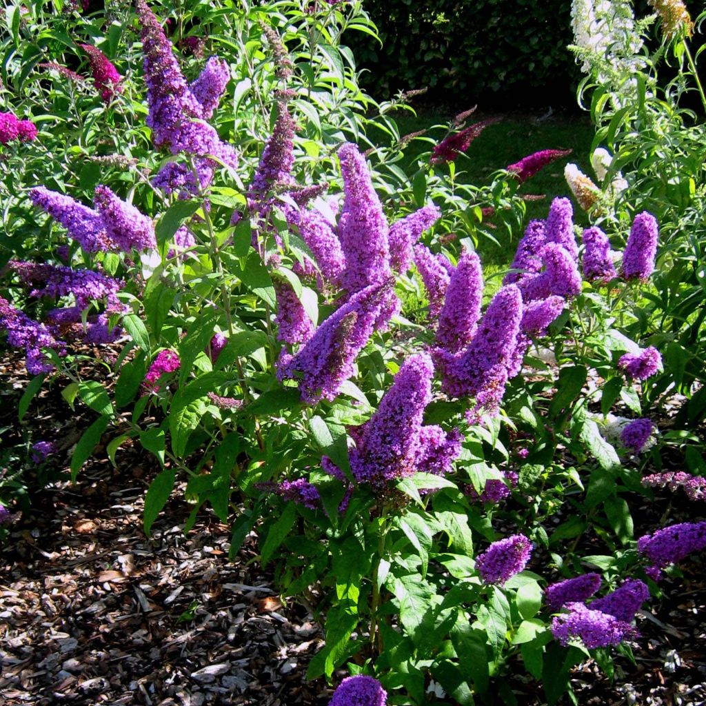 Buddleja (x) davidii Peacock 'Peakeep'