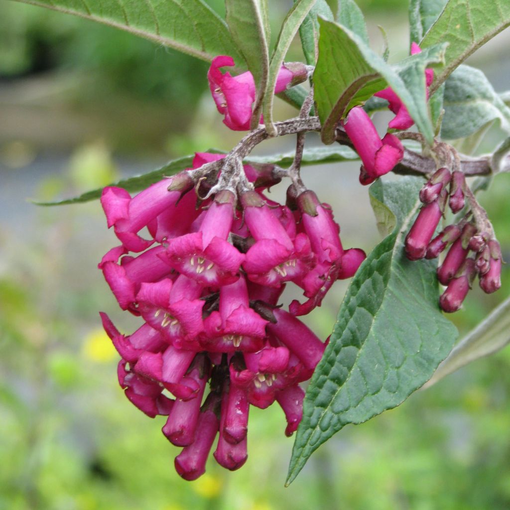 Buddleja colvilei - Arbre aux papillons