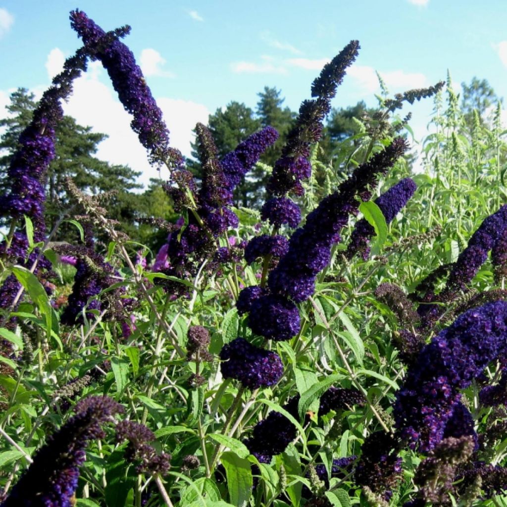 Buddleia davidii Black Knight - Arbre aux papillons