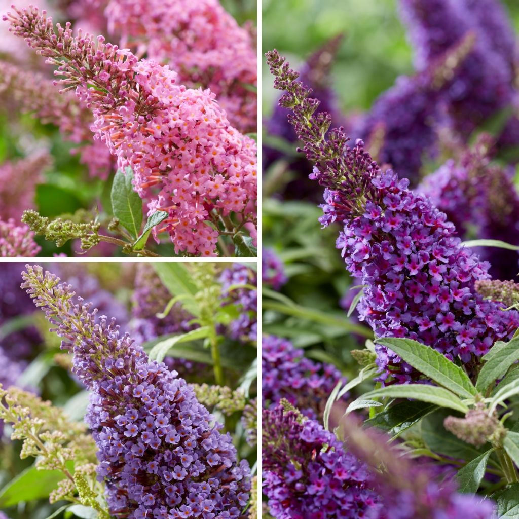 Buddleja davidii Butterfly Candy Little Purple, Little Pink, Little Lila - Butterfly Bush