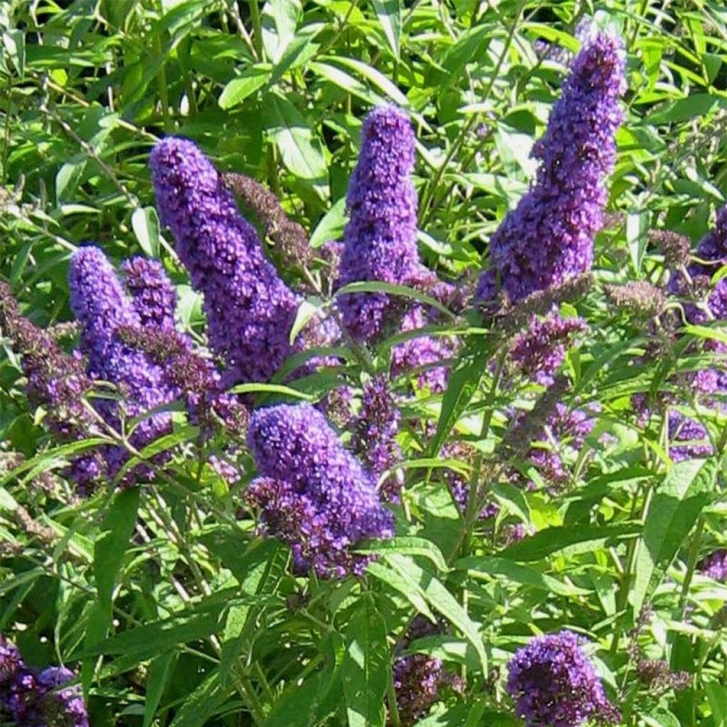 Buddleja davidii Camberwell Beauty - Arbre aux papillons