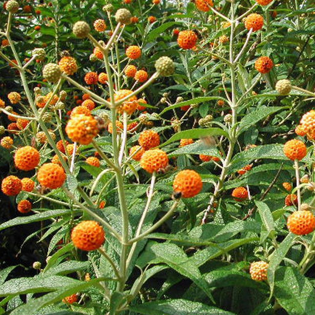 Buddleja x weyeriana Sungold