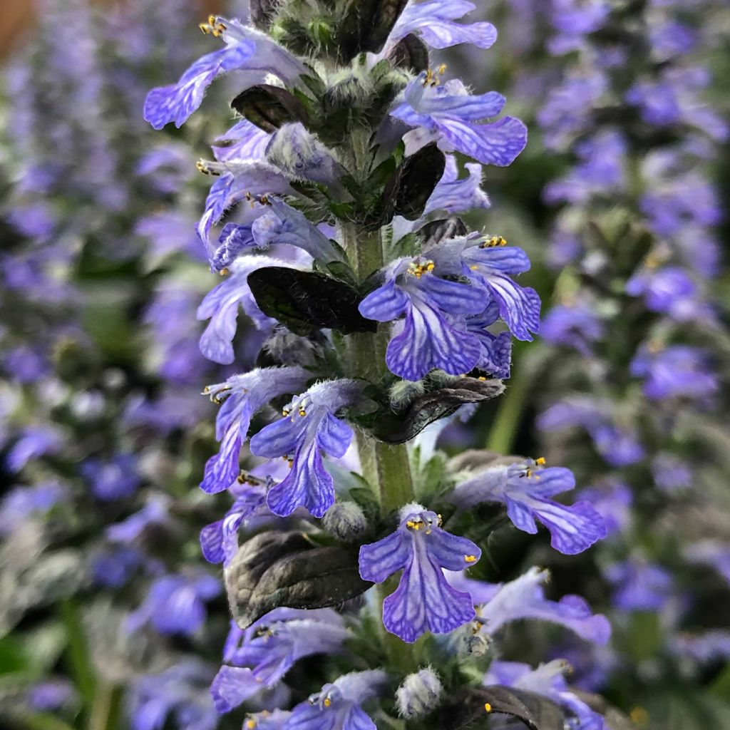 Bugle rampante - Ajuga reptans Atropurpurea 