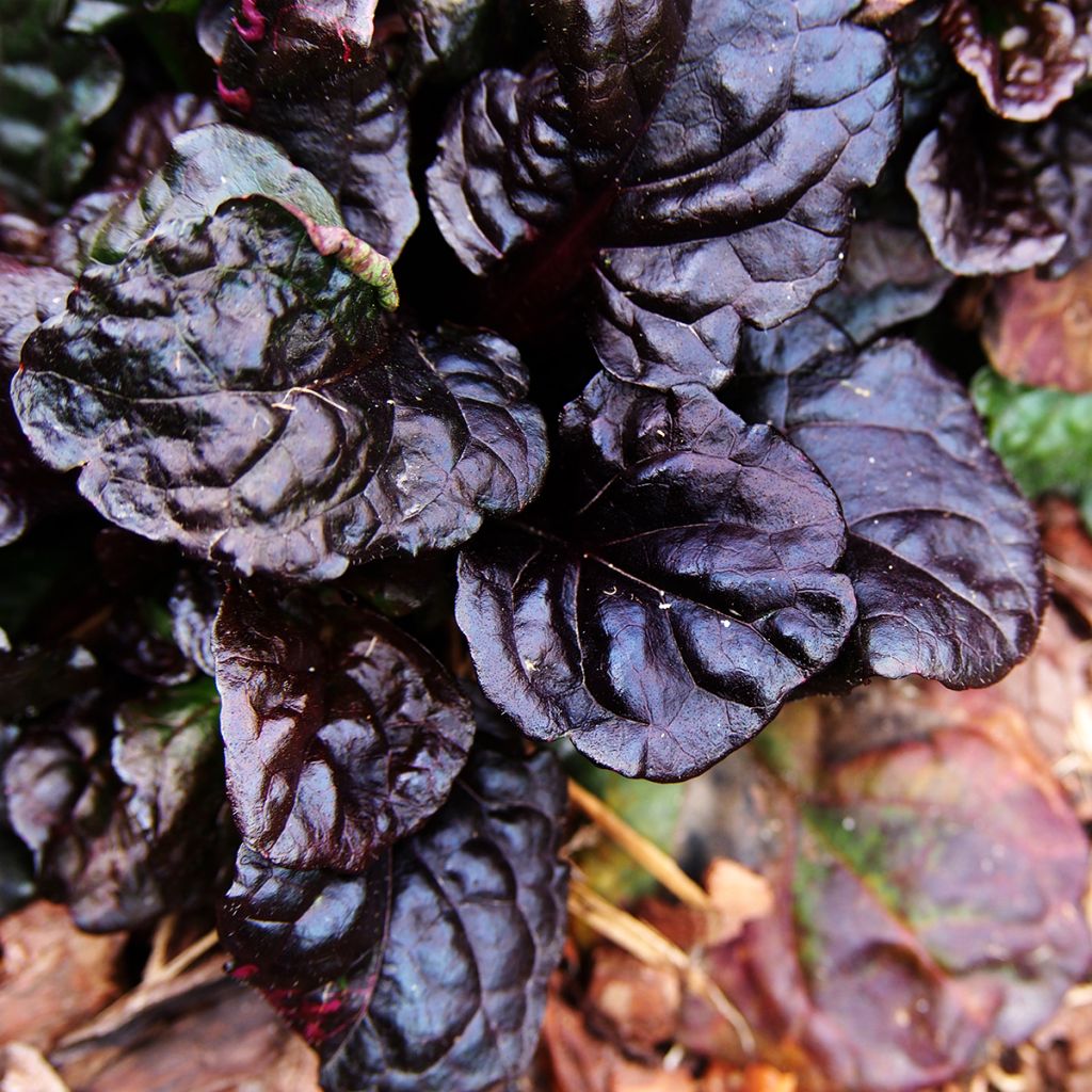 Ajuga reptans Black Scallop