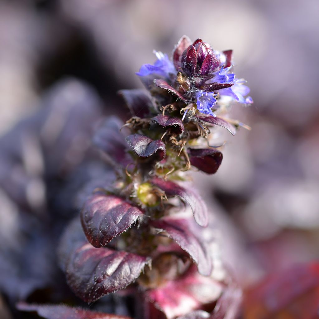 Ajuga reptans Braunherz