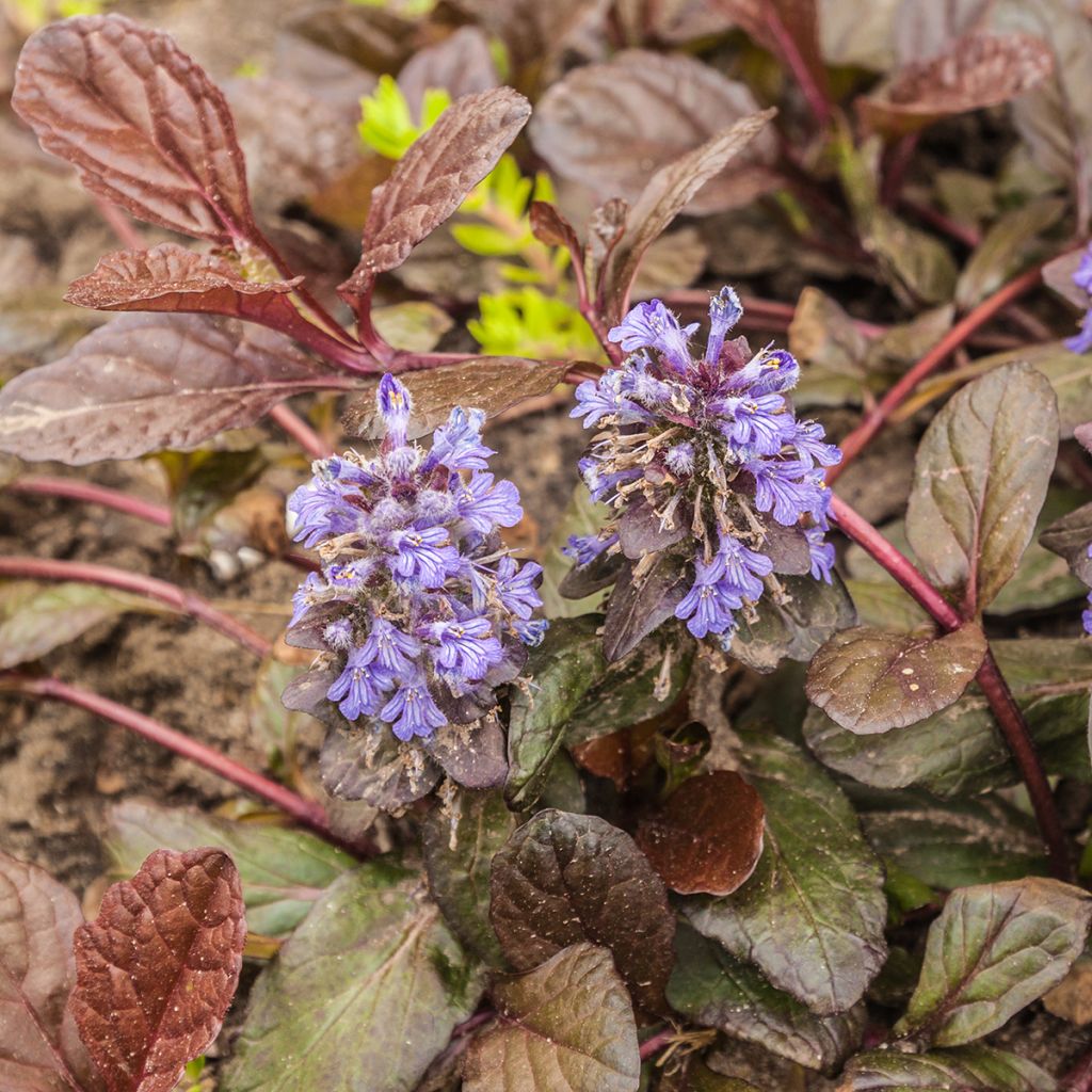 Ajuga reptans Braunherz