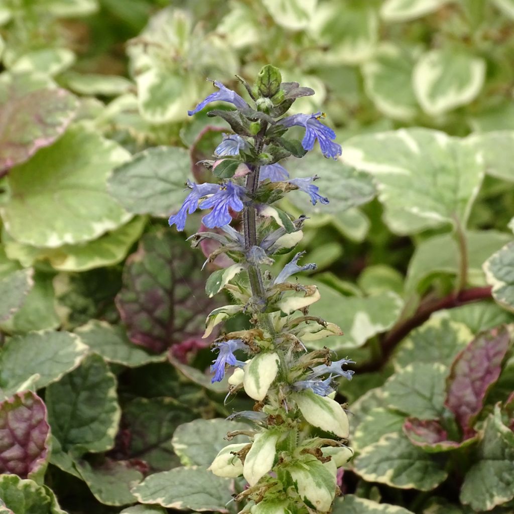 Bugle rampante - Ajuga reptans Burgundy Glow