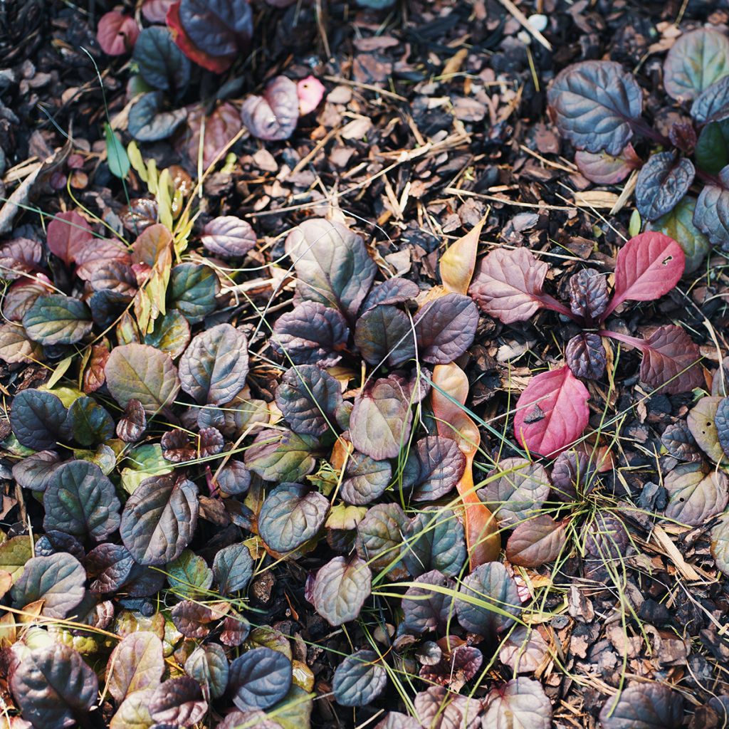 Ajuga reptans Catlins Giant