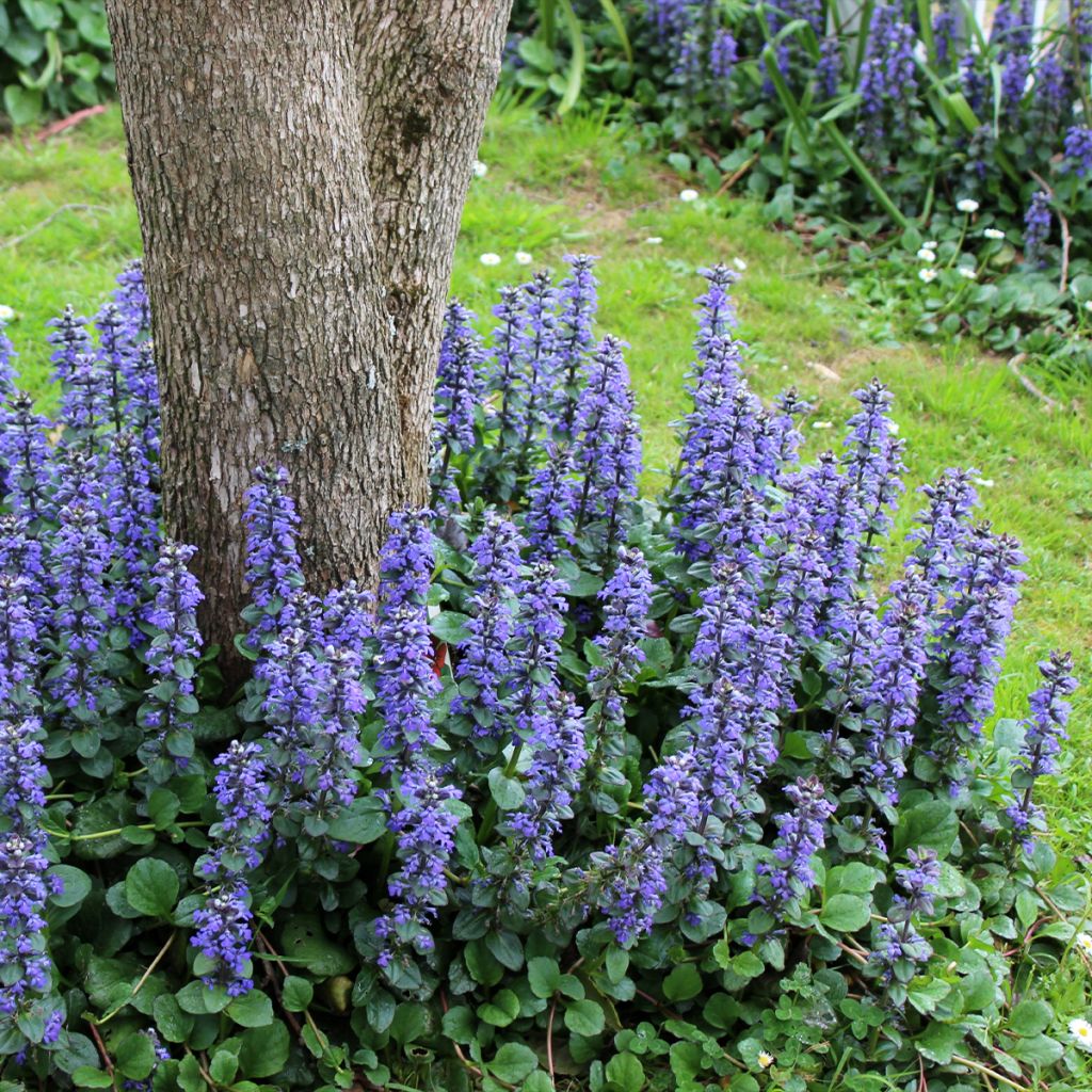 Bugle rampante, Ajuga reptans Delight