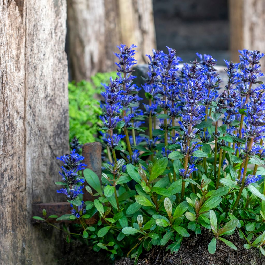 Ajuga reptans