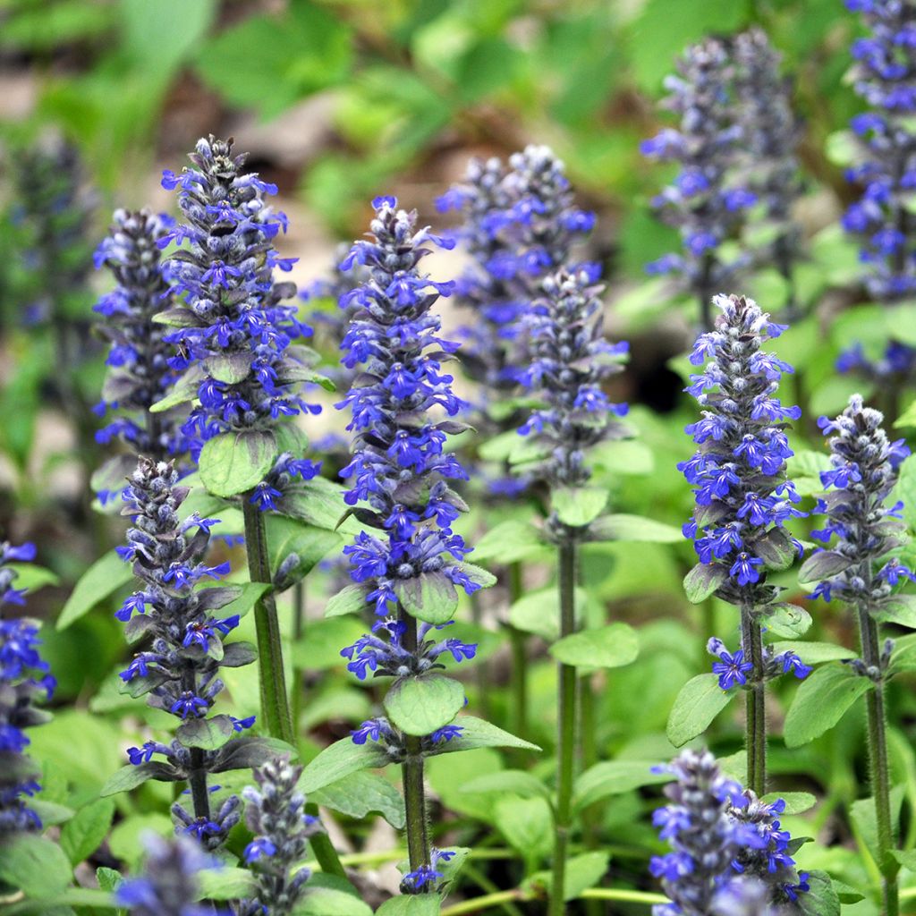 Ajuga reptans