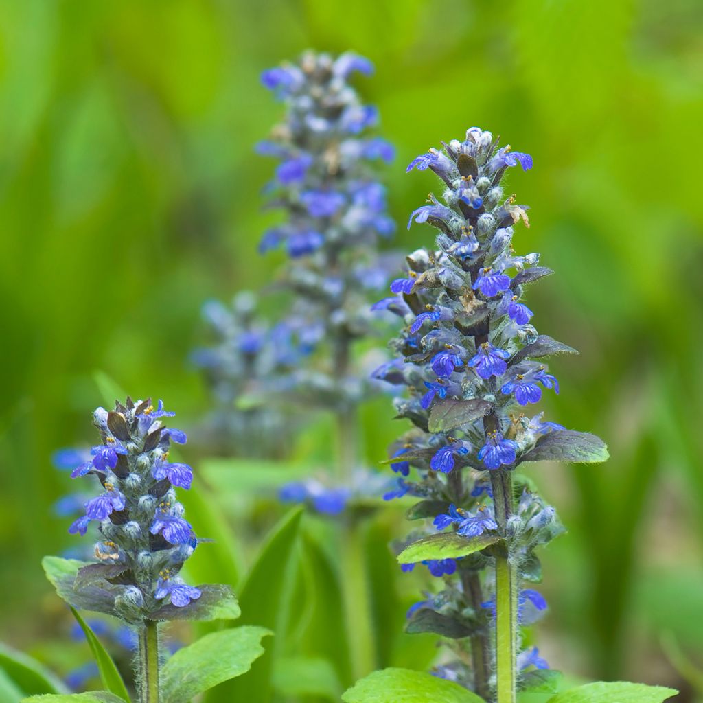 Ajuga reptans