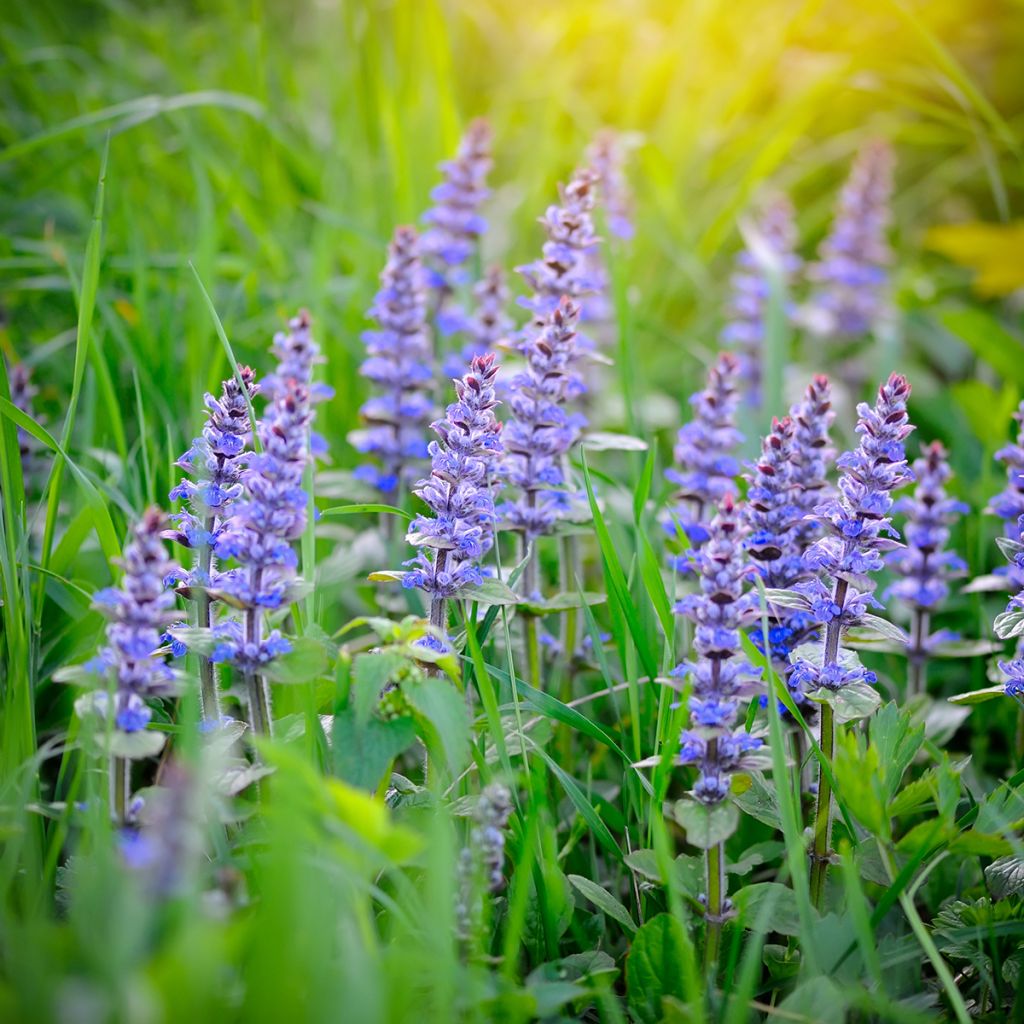 Ajuga reptans