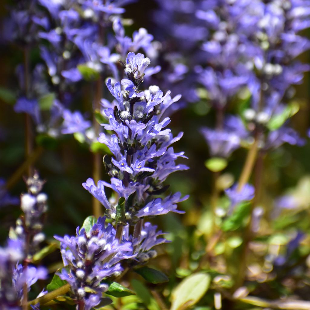 Ajuga x tenorii Chocolate Chip