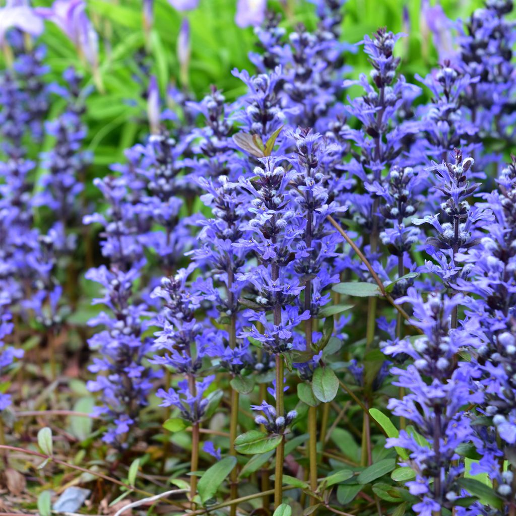 Ajuga x tenorii Chocolate Chip