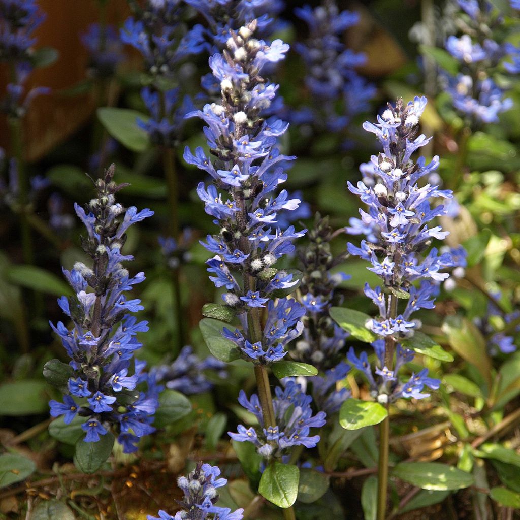 Ajuga x tenorii Chocolate Chip