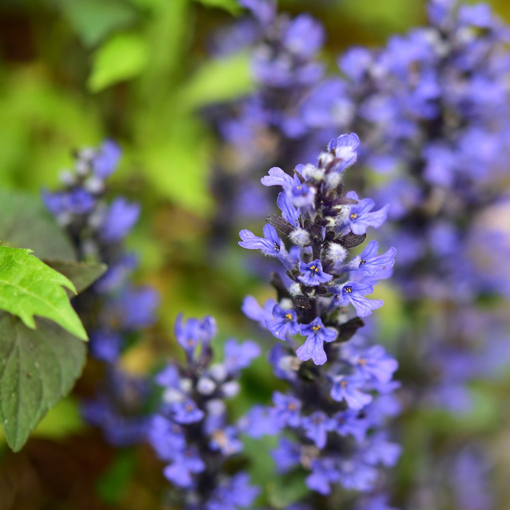 Ajuga x tenorii Chocolate Chip