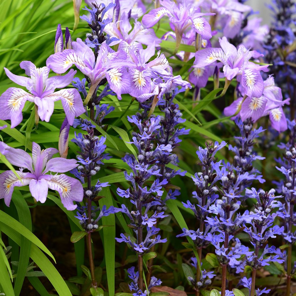 Ajuga x tenorii Chocolate Chip