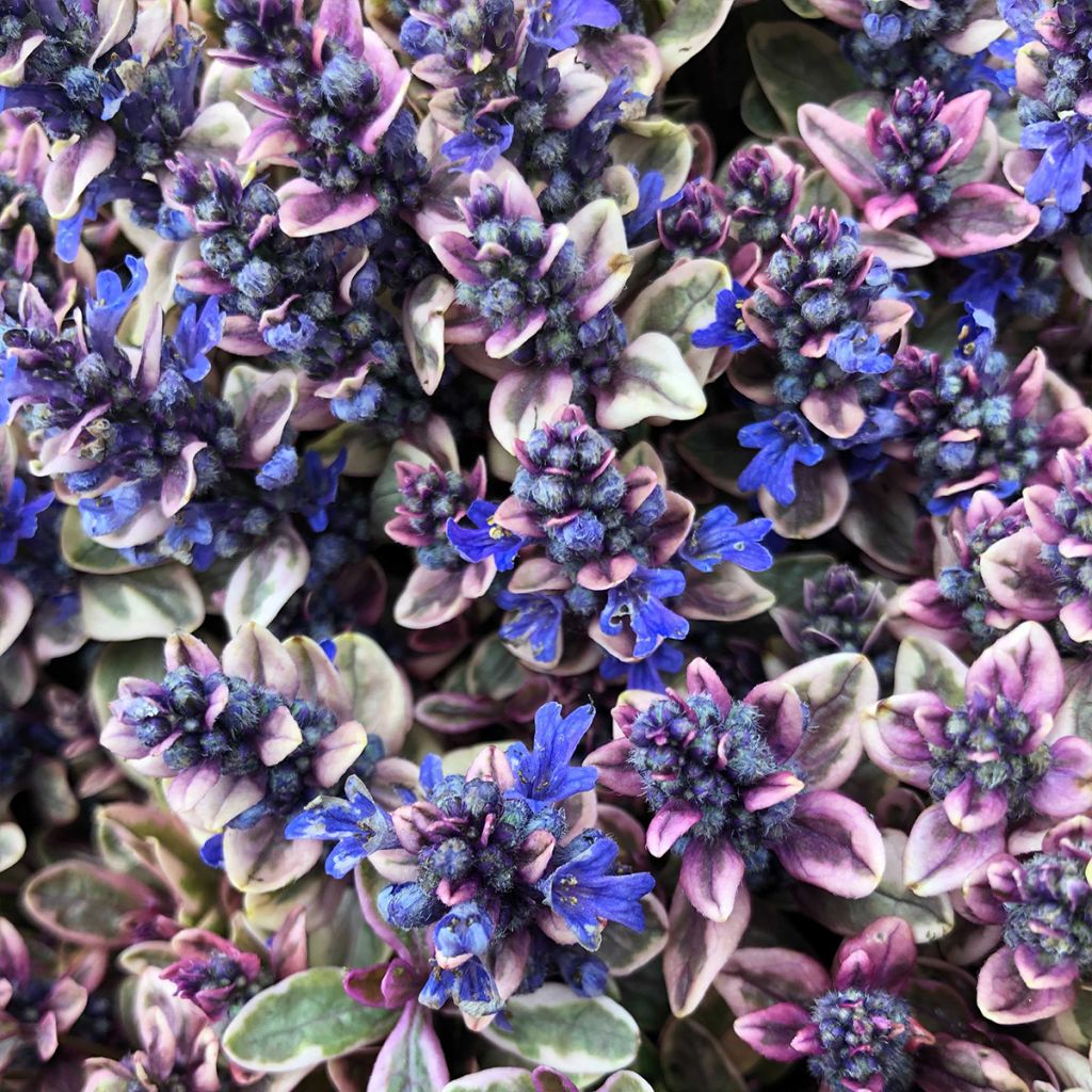 Bugle rampante - Ajuga tenorii Princess Nadia