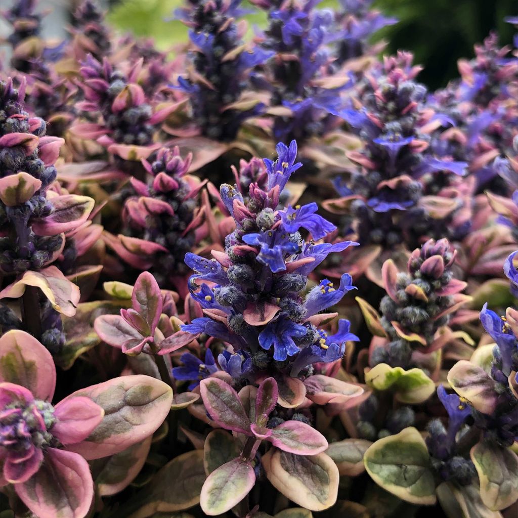 Bugle rampante - Ajuga tenorii Princess Nadia