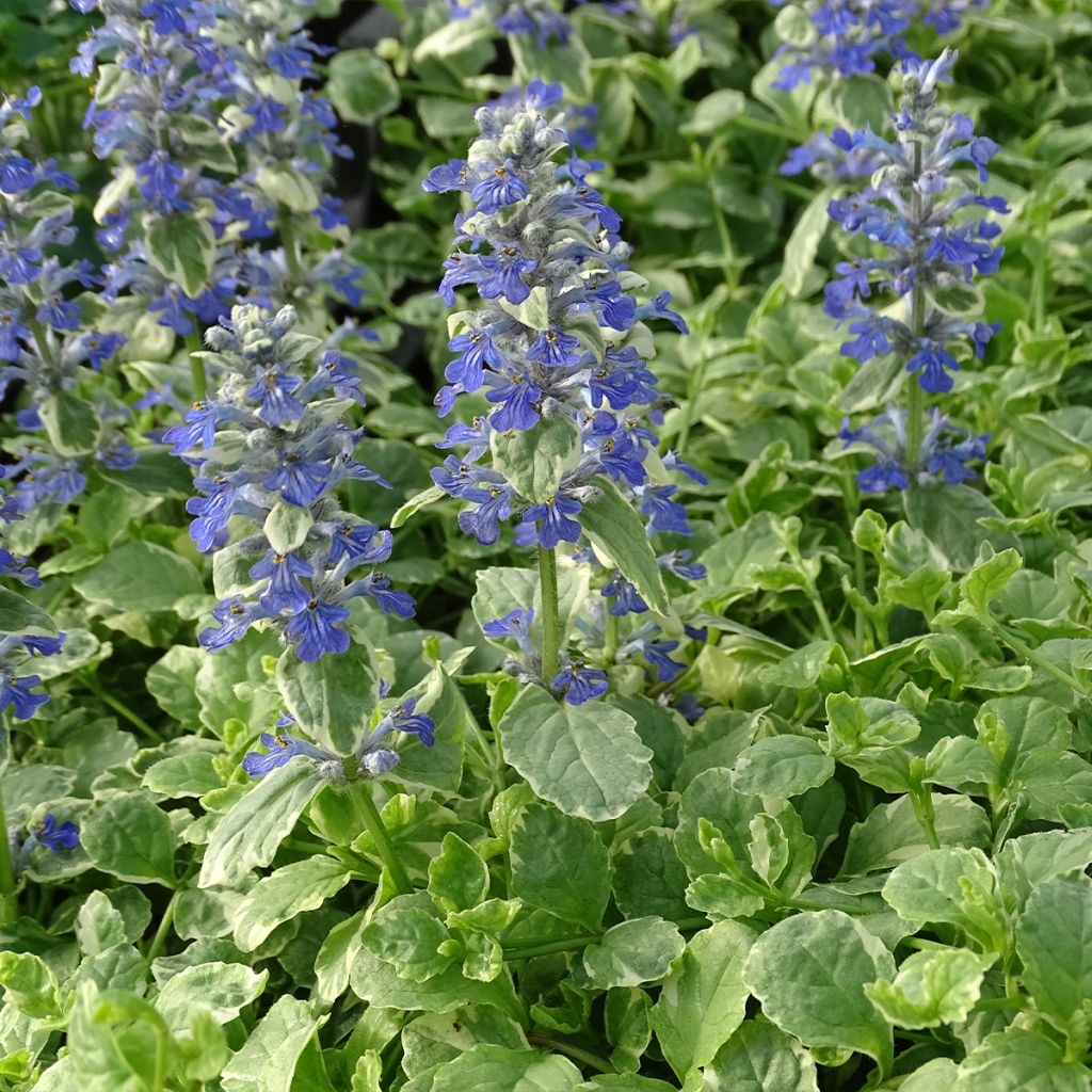 Ajuga reptans Variegata