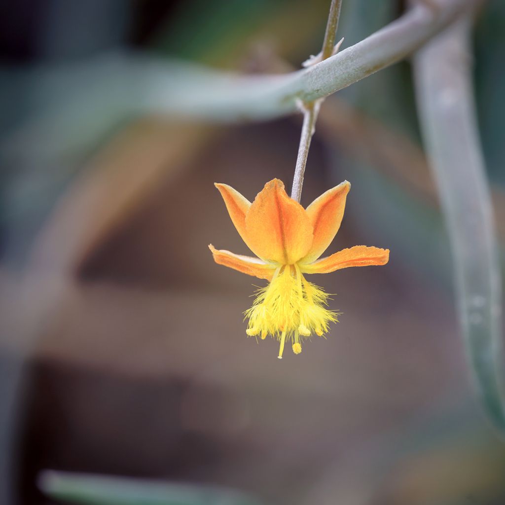 Bulbine frutescens