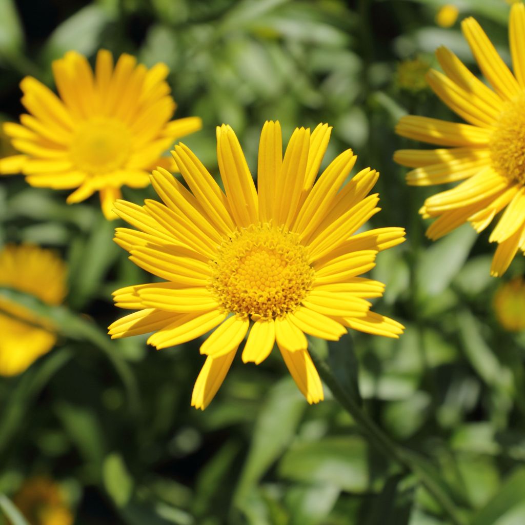 Buphtalmum salicifolium Alpen Gold