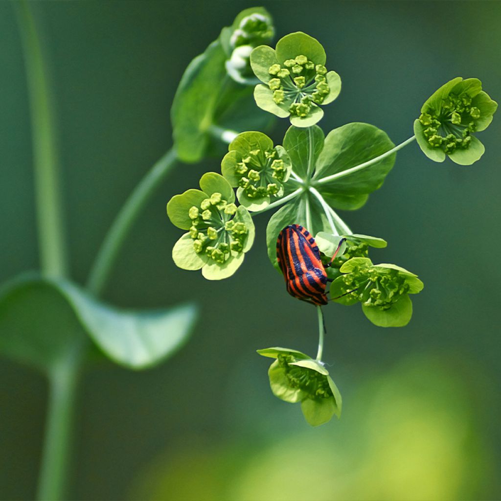 Bupleurum falcatum