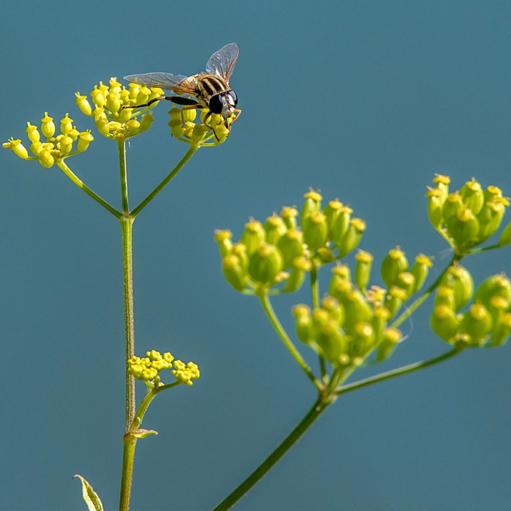 Bupleurum falcatum