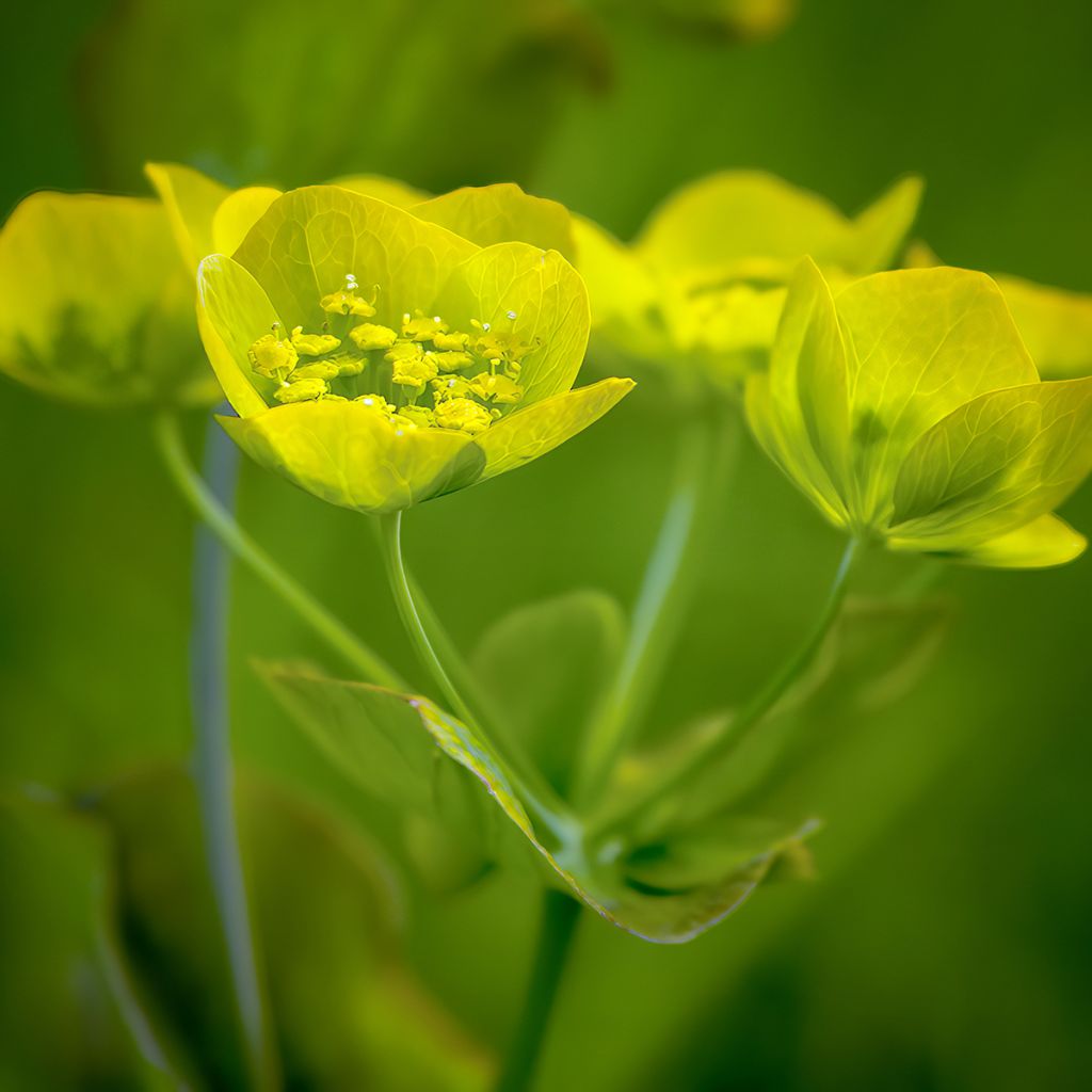 Bupleurum longifolium Aureum