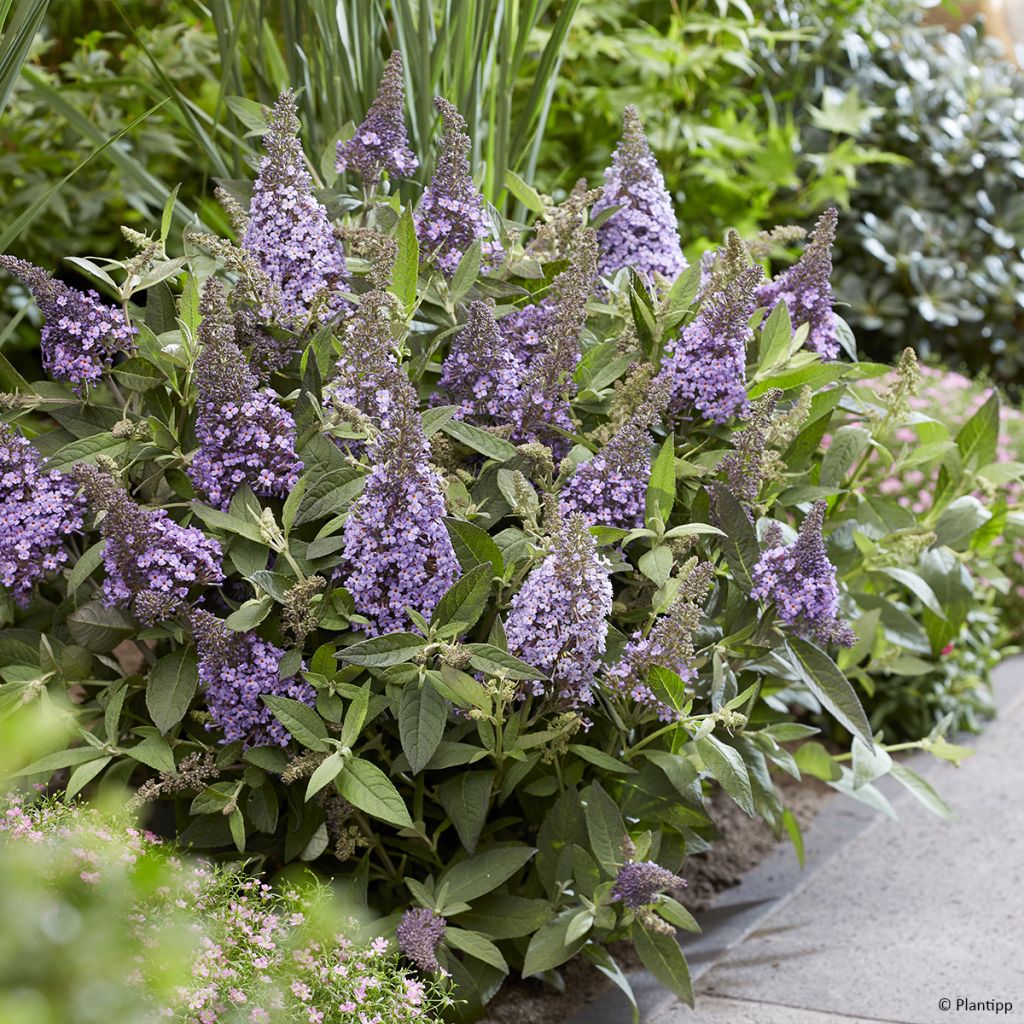 Buddleja davidii Butterfly Lila Sweetheart - Arbre aux papillons nain violet