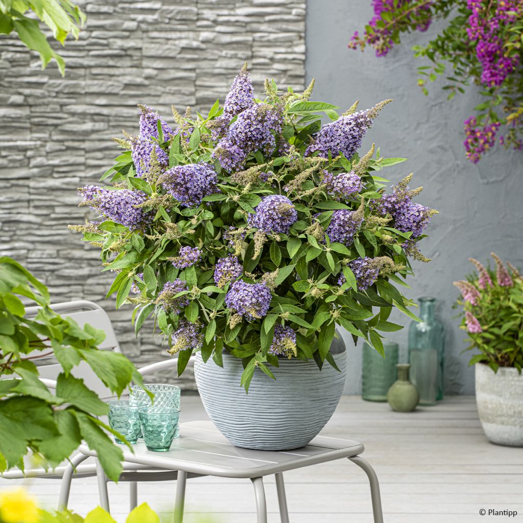 Buddleja davidii Butterfly Lila Sweetheart - Arbre aux papillons nain violet