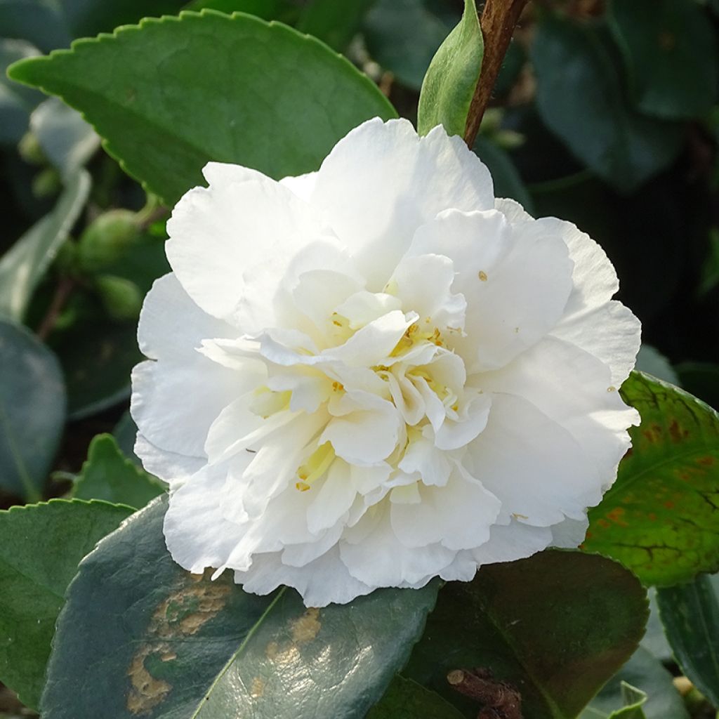 Camélia d'automne - Camellia sasanqua Waterfall White