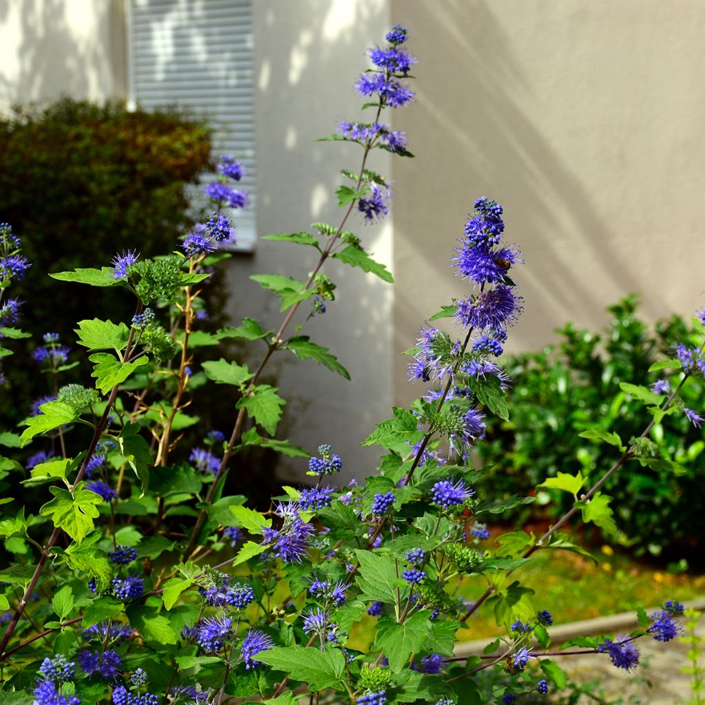 Caryopteris x clandonensis Kew Blue - Bluebeard