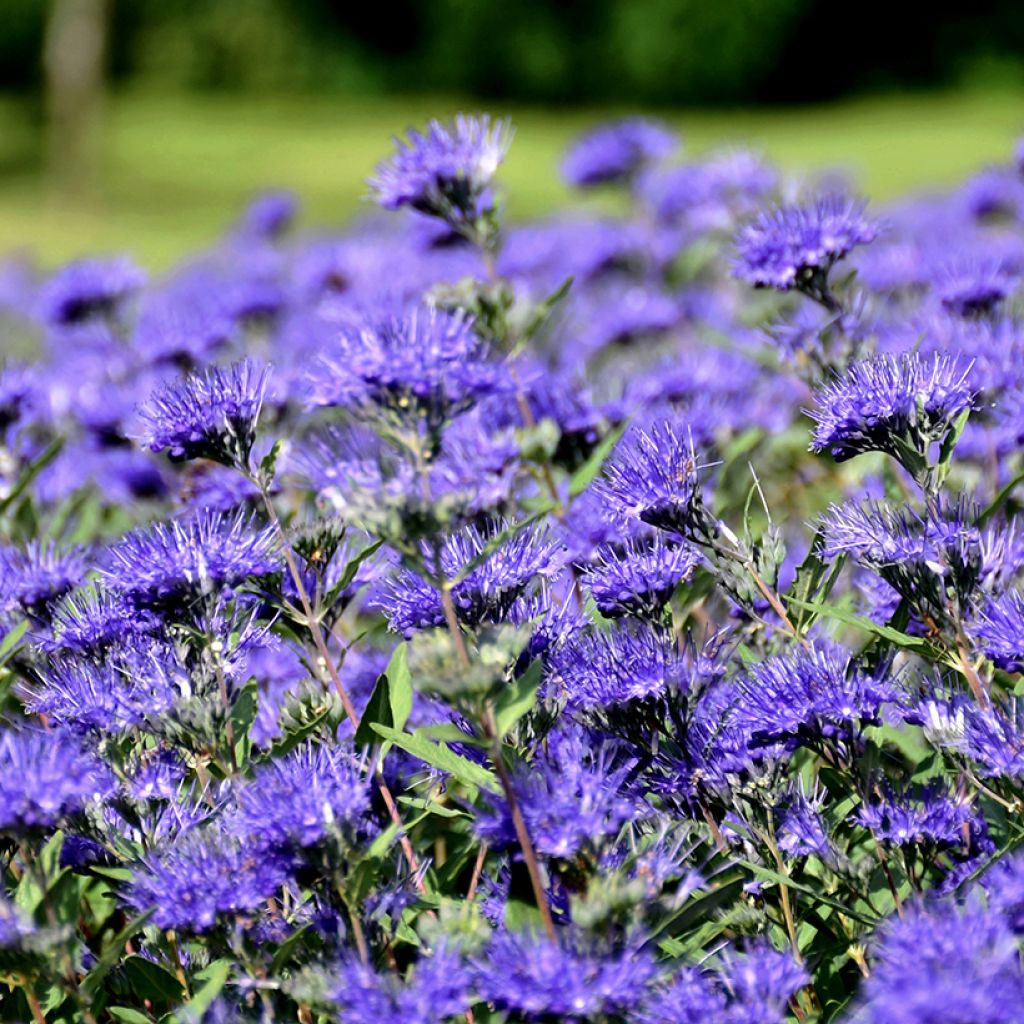 Caryopteris x clandonensis Kew Blue - Bluebeard