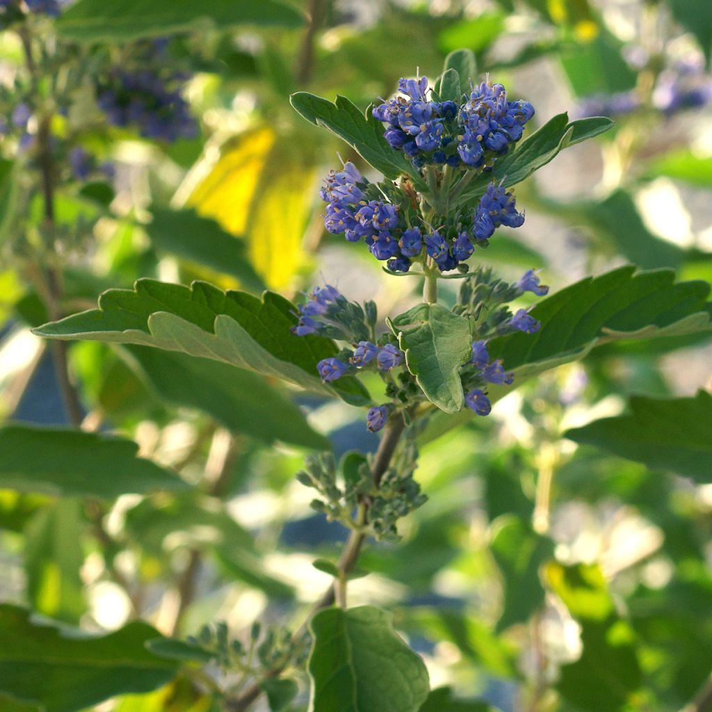 Caryopteris x clandonensis Kew Blue - Bluebeard