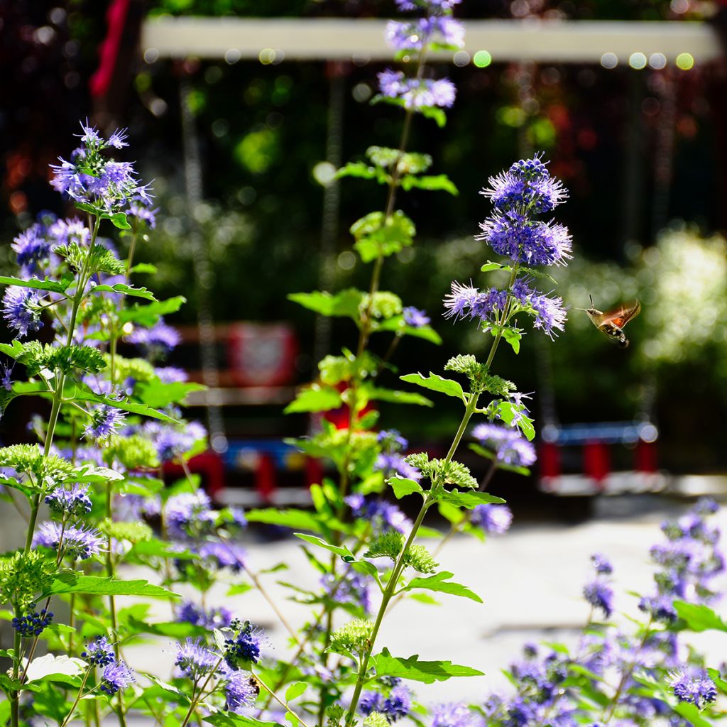 Caryopteris x clandonensis Kew Blue - Bluebeard