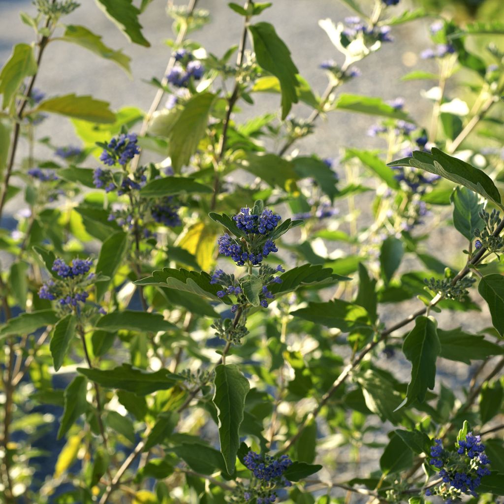 Caryopteris x clandonensis Kew Blue - Bluebeard