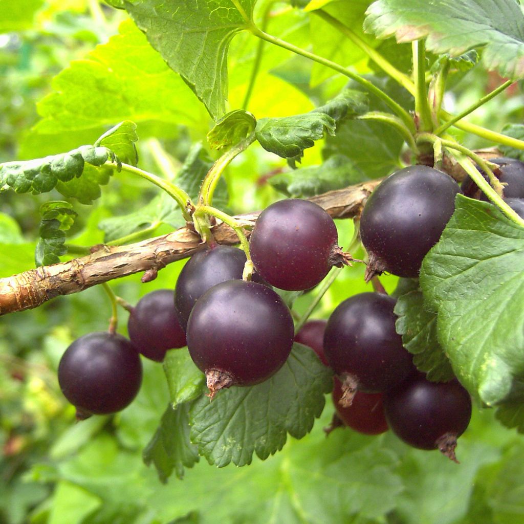 Jostaberry ConfiBerry Jofruti