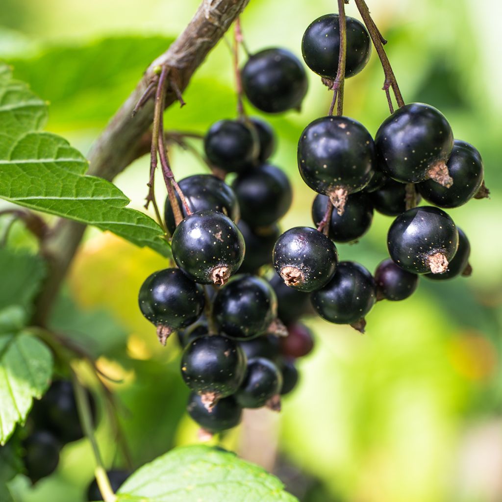 Ribes nigrum Cassisima® Blackbells®