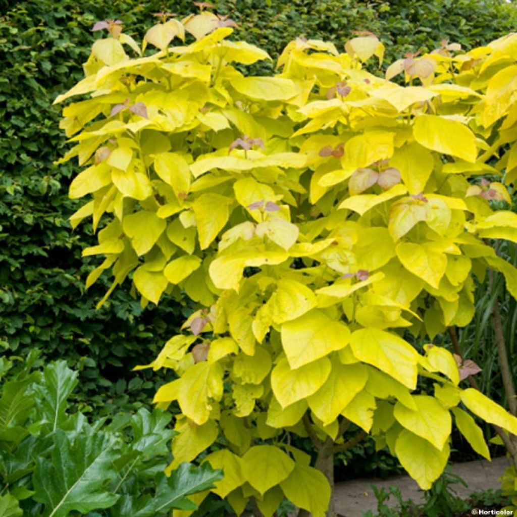 Catalpa bignonioides Aurea