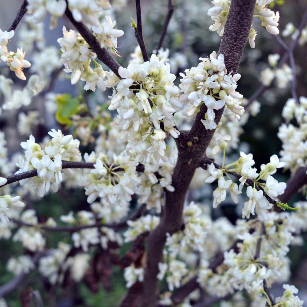 Cercis canadensis subsp. texensis Texas White - Eastern Redbud