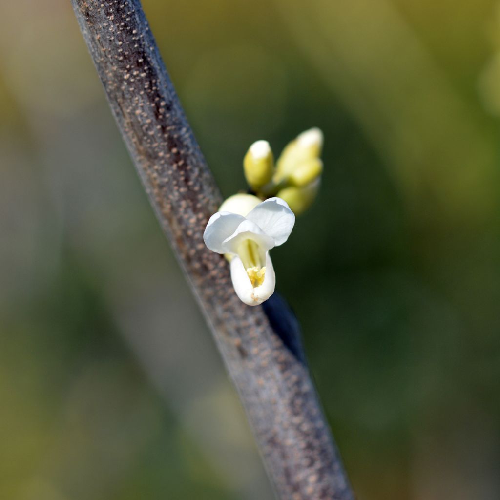 Cercis canadensis subsp. texensis Texas White - Eastern Redbud