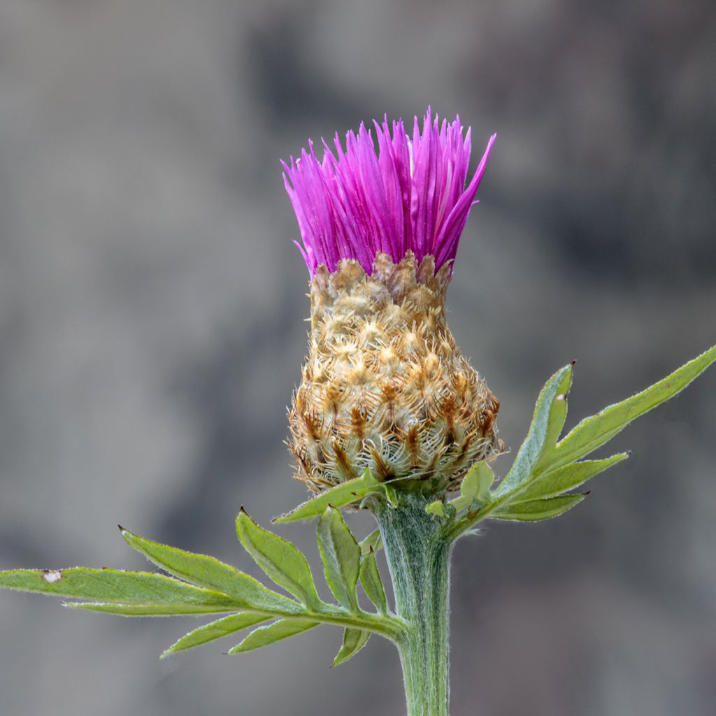 Cirsium rivulare Trevors Blue Wonder - Thristle