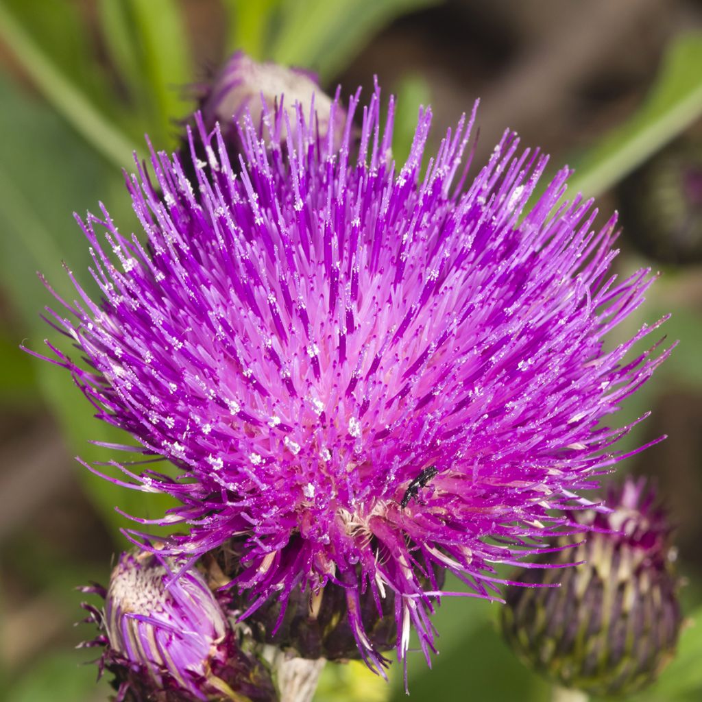 Cirsium rivulare Trevors Blue Wonder - Thristle