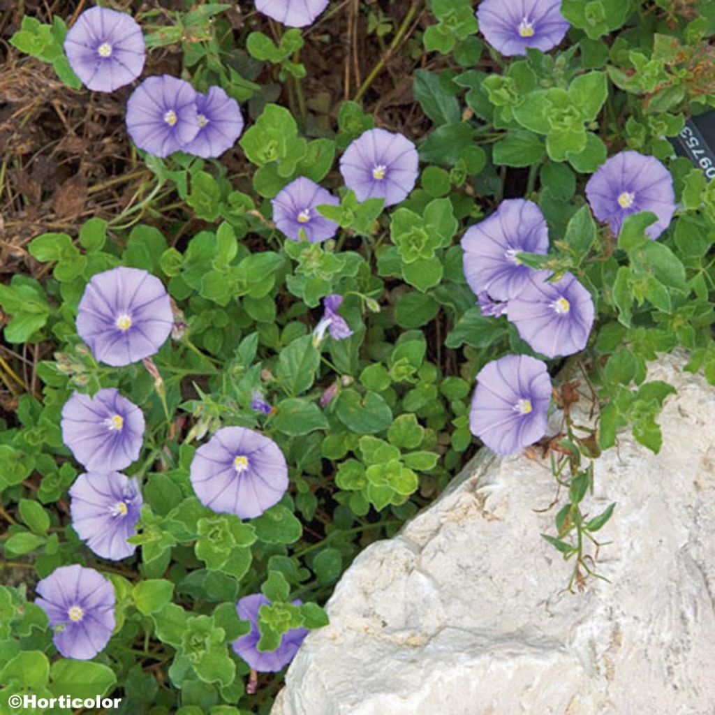 Convolvulus sabatius, Liseron