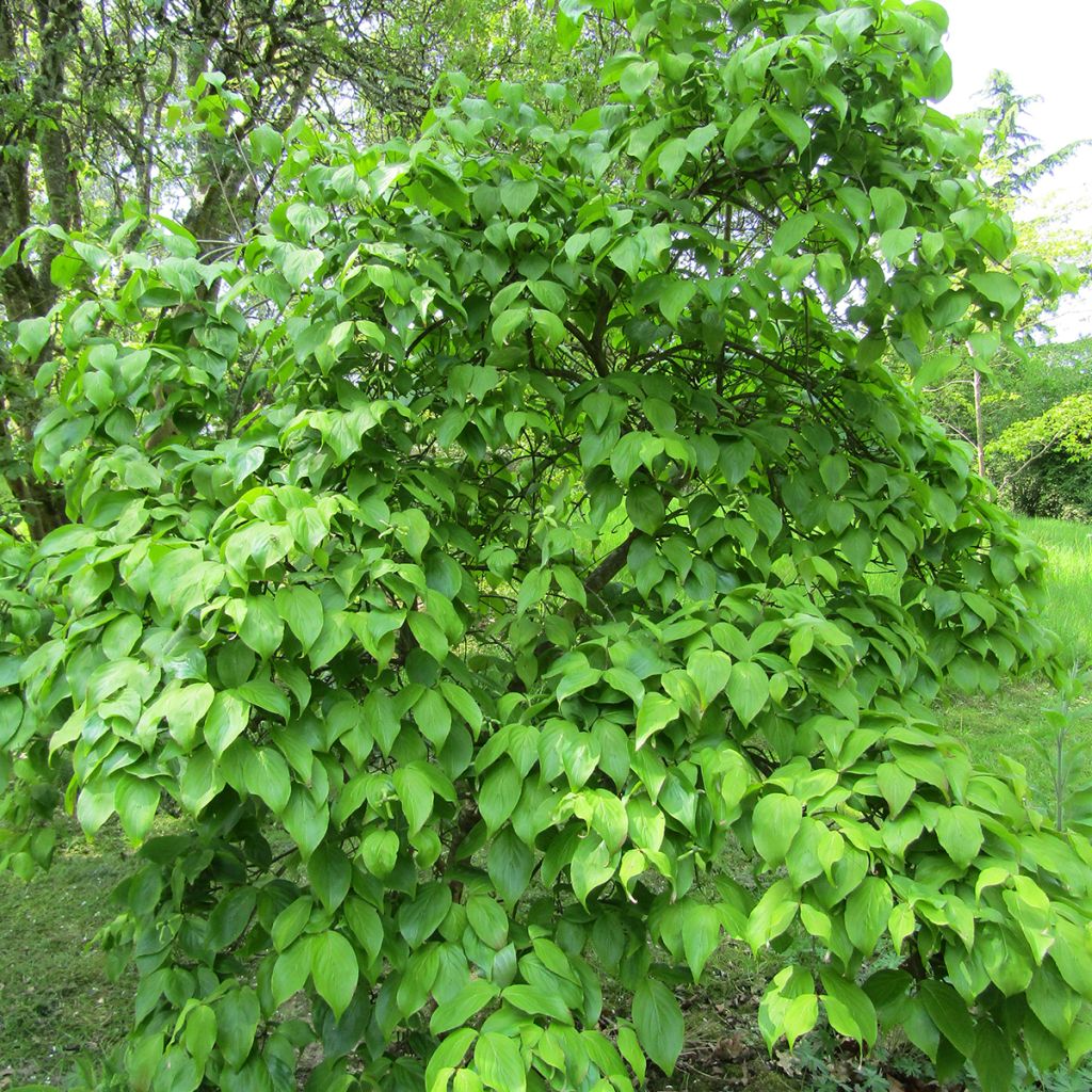 Cornus kousa Weavers Weeping - Flowering Dogwood