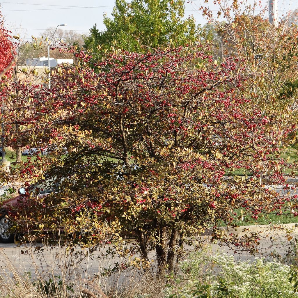 Crataegus crus-galli - Hawthorn